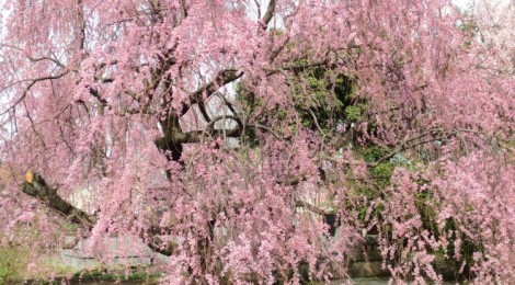 ＤＩＹ女子部練馬ＫＡＫＵＲＩ工房周辺の桜並木の様子はいかが？