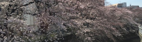 3/31 ?桜の季節と工房開放?